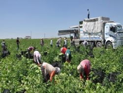 Ankara tarımında tescilli başarı