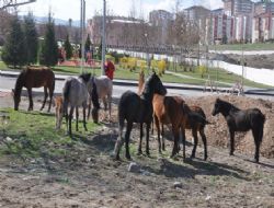Başıboş atlar Ankara parklarını mesken tuttu
