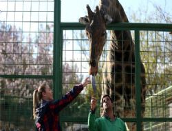 Zürafa  Şakir , Kanada dan gelecek eşini bekliyor