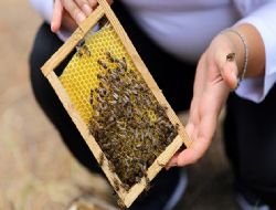 Anadolu arısına gelecek garantisi