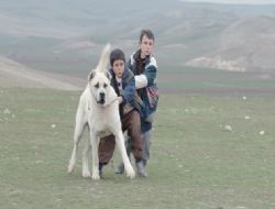 Türk sinemasının yenileri festivalde