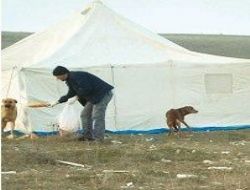 Sokak köpekleri çadırlara alındı