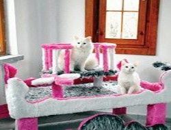 Ankara kedisi için özel ev