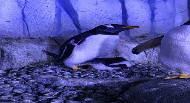 Akvaryum da 2. bebek penguen