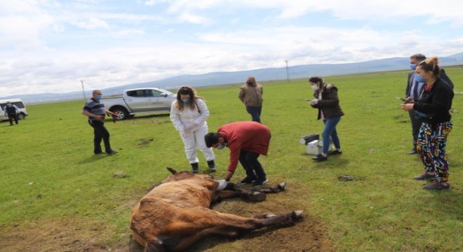Ayağı kırılan atın imdadına Tarım ve Orman Bakanlığı yetkilileri yetişti