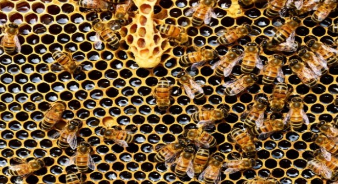Bakan Pakdemirli: Arıcılarımıza kovan başına 15 lira, ana arı başına 80 lira destek sağlıyoruz