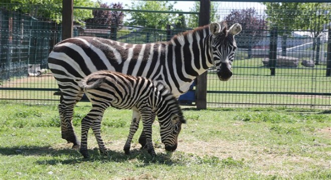 Büyükşehir Hayvanat Bahçesi’nde yeni doğan zebra ilgi odağı oldu