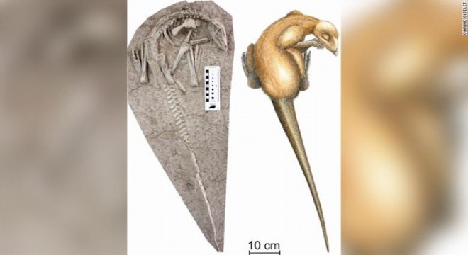 Çin'de lavların altına 125 milyon yıllık dinozor kalıntısı bulundu