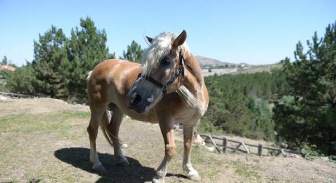 Fayton atları Altınköy'de
