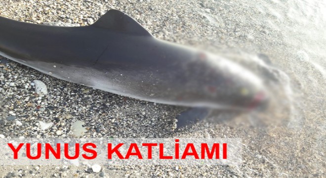 İstanbul da sahile ölü yunus balığı vurdu