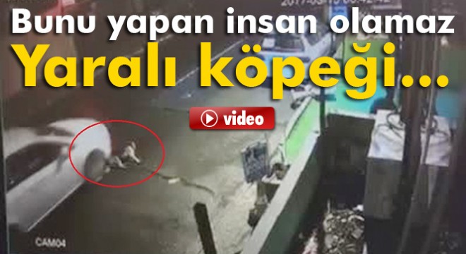 İstanbul da yaralı köpeği göz göre göre ezdi
