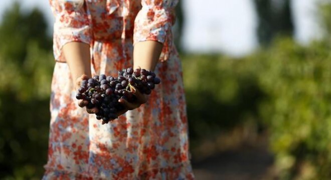 Kalecik karası Bordeaux üzümüne eş değer