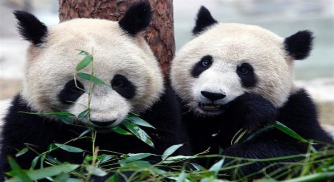 Kanada'daki iki panda ‘bambu kıtlığı' nedeniyle Çin'e döndü