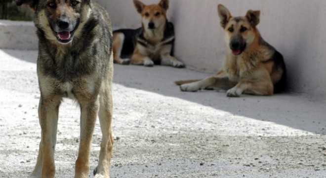 Özhaseki: Sokak köpekleri sorununu çözeceğiz