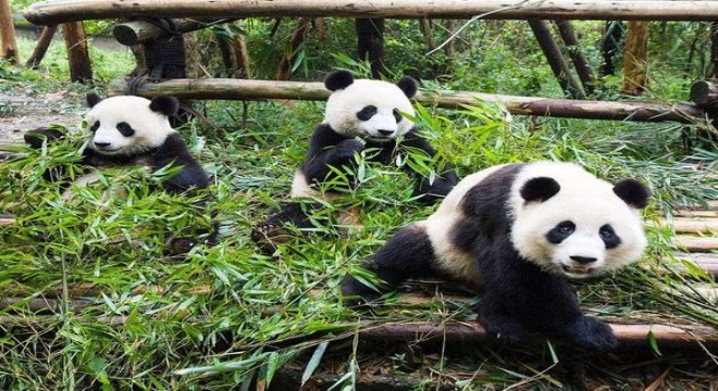 Pandalar, nesli tükenen hayvanlar listesinden çıktı