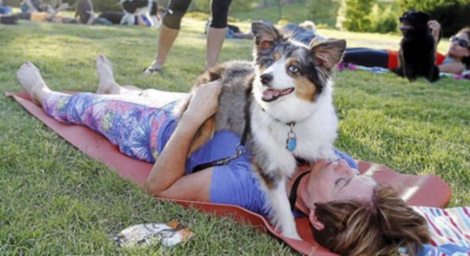 Sokak köpekleri yararına yoga