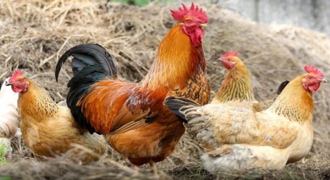 Tavuk eti üretimi 197 bin 334 ton, tavuk yumurtası üretimi 1,6 milyar adet olarak gerçekleşti