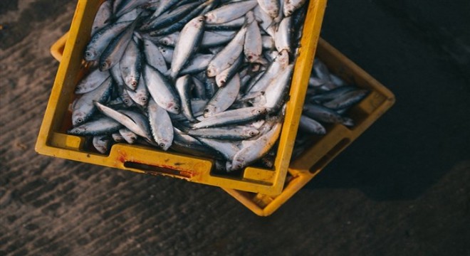 Terkos Gölü’nde, yasadışı balıkçılık denetiminde, 2 ton balık yakalandı
