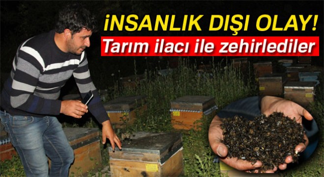 Zirai ilaç ile binlerce arıyı telef ettiler