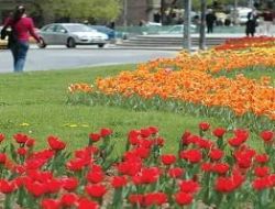 Ankara’ya 6 milyon çiçek