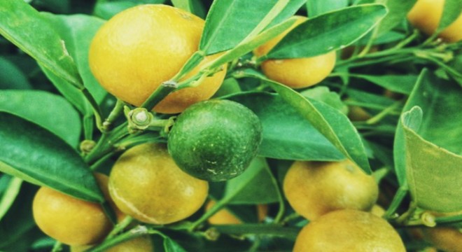 Çin, Güney Afrika ile limon ithalatı anlaşması imzaladı