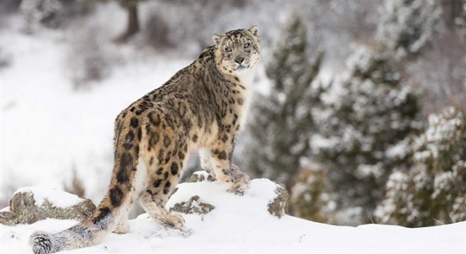 Çin, kar leoparlarını yapay zeka teknolojisiyle izlemeye başladı
