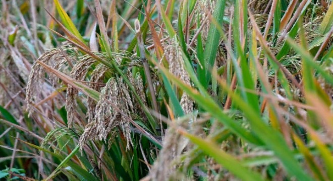 Çinli biyologlar zararlı canlılara karşı dirençli buğday geliştirdi