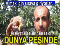 Kraliçe İncir'ine ihracat izni çıktı, yüzler gülüyor
