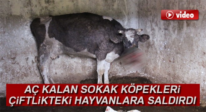 Sarıyer’de aç sokak köpekleri çiftlikteki hayvanlara saldırdı