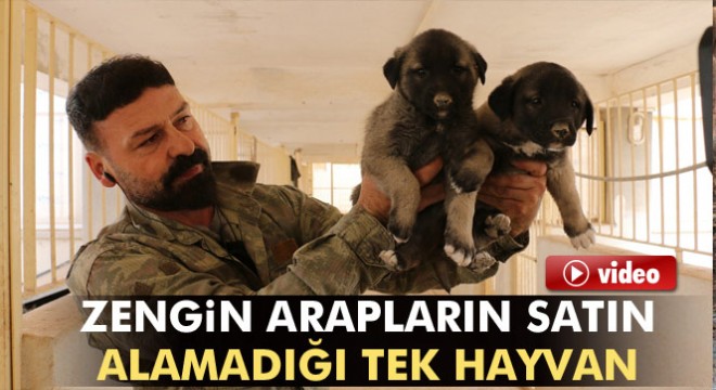 Zengin Arapların satın alamadığı tek hayvan: Sivas Kangalı
