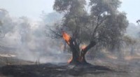 Hatay Dörtyol’daki Yangın Kısmen Kontrol Altında