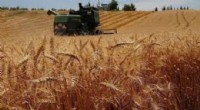 TARSİM, Üreticilere 3,15 Milyar Lira Ödeme Yaptı